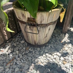 観葉植物の画像