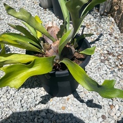 観葉植物の画像