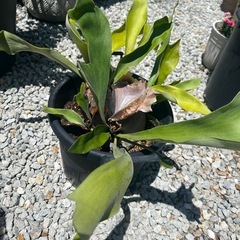観葉植物の画像