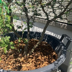 観葉植物の画像