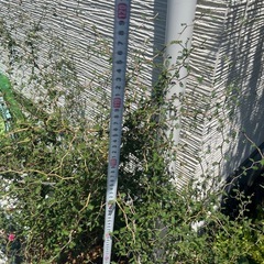 観葉植物の画像