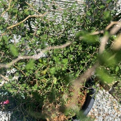 観葉植物の画像