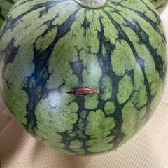 ピノガールの画像