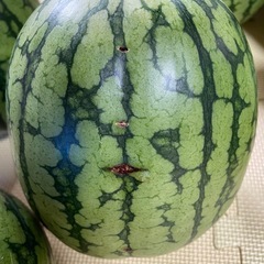 ピノガールの画像