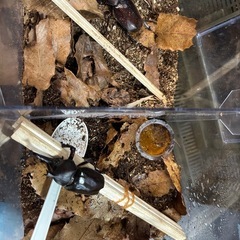 国産カブトムシ オス
 の画像