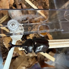 国産カブトムシ オス
 の画像