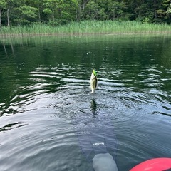 ブラックバス釣り
