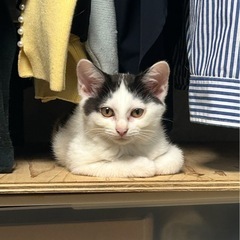 里親さん募集