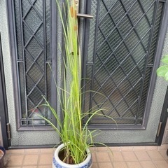蒲　ガマの穂2本上がっていますの画像