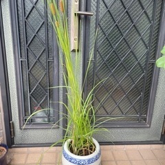 蒲　ガマの穂2本上がっていますの画像
