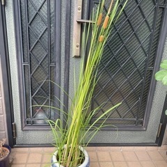 蒲　ガマの穂2本上がっていますの画像
