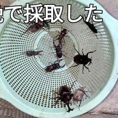 お子さまに　カブト　クワガタ　の画像