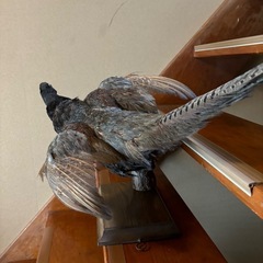 キジ　剥製　直接取引　八王子の画像