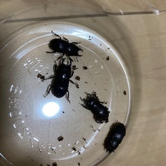 【幼虫/１匹あたり】フィリピンネブトクワガタ　WF5　ネグロス島産の画像