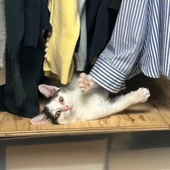 里親さん募集 - 猫