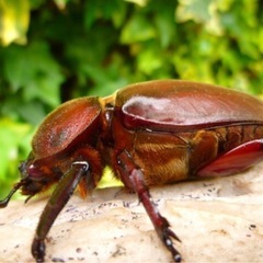 赤カブ赤眼　RED BODY & RED EYE　特殊個体カブト虫の幼虫3頭の画像