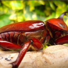 赤カブ赤眼　RED BODY & RED EYE　特殊個体カブト虫の幼虫3頭の画像