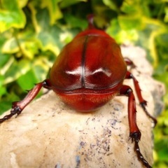 赤カブ赤眼　RED BODY & RED EYE　特殊個体カブト虫の幼虫3頭の画像
