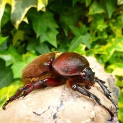 赤カブ赤眼　RED BODY & RED EYE　特殊個体カブト虫の幼虫3頭の画像
