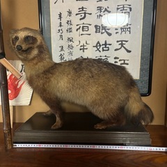 たぬき　剥製　八王子　直接取引の画像