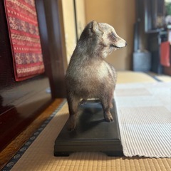 たぬき　剥製　八王子　直接取引の画像