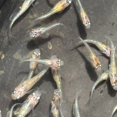 終了品種　夜桜メダカ　めだか　幼魚(約１センチ〜) ８匹５００円の画像