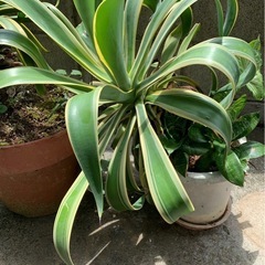 アガベ　観葉植物　の画像