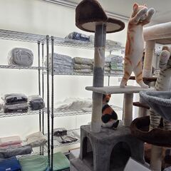 【特価4,000円】三毛猫カラーのミニキャットタワーの画像