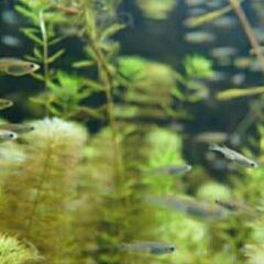 21.ラインオプチャ✨めだかの学校　　　参加メンバー募集中🌿