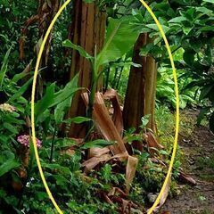 バナナの苗(再投稿）