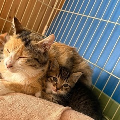 【子猫ミケ・茶白お話中です】保護猫 子猫(1ヶ月程度) 親…