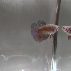 写真更新7/15①自家繁殖ベタ♀ 9ヶ月ハーフムーンの画像
