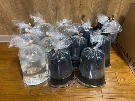 高級メダカ12品種:各2ペア＋αセット※成約済