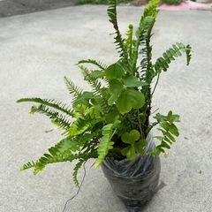 ③　今だけ250円 可愛い　タマシダ植物　の画像