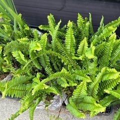 ③　今だけ250円 可愛い　タマシダ植物　の画像