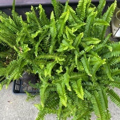 ③　今だけ250円 可愛い　タマシダ植物　の画像