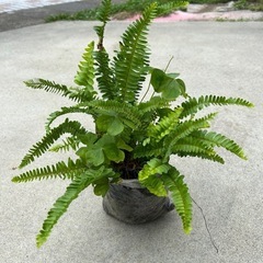 ②今だけ 250円 可愛い　タマシダ植物  