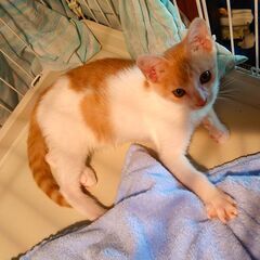 【募集停止】一人ぼっちで遊んでいた茶白の男の子