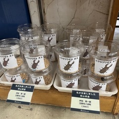 ①大型　国産ヒラタクワガタ　６２ｍｍの画像