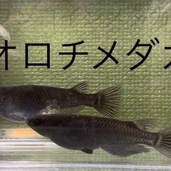 オロチメダカ　めだか　幼魚(約１センチ〜) １０匹５００円 の画像