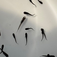 オロチメダカ　めだか　幼魚(約１センチ〜) １０匹５００円 の画像