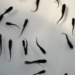 オロチメダカ　めだか　幼魚(約１センチ〜) １０匹５００円 の画像