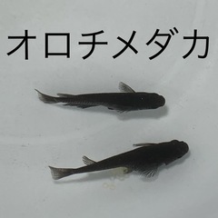 オロチメダカ　めだか　幼魚(約１センチ〜) １０匹５００円 の画像