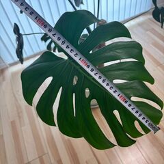 観葉植物　モンステラの画像