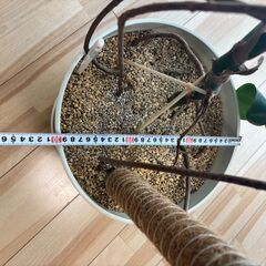 観葉植物　モンステラの画像