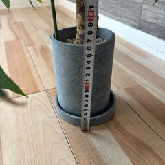 観葉植物　パキラの画像