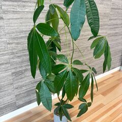 観葉植物　パキラの画像