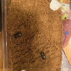 【幼虫/１匹あたり】ムシモンオオクワガタ　CBF3　サルディーニャ島産の画像