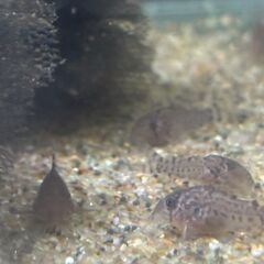 コリドラス・ステルバイ　1匹あたり240～300円の画像