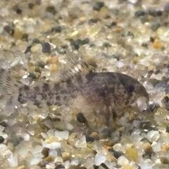 コリドラス・ステルバイ　1匹あたり240～300円の画像